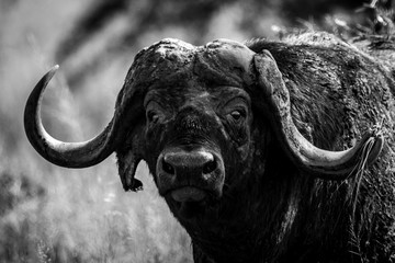 Mono-Nahaufnahme der auf Cape Buffalo gerichteten Kamera