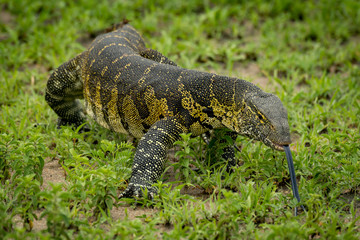 Monitor lizard with tongue out crawls forward