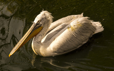 Dalmatian pelican (Pelecanus crispus) swims in the water
