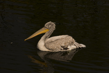 Dalmatian pelican (Pelecanus crispus) swims in the water