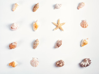 Background made of seashells. Summer vacations, sea side concept