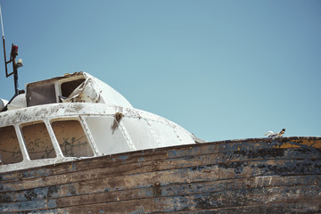 Naklejka premium Möve auf Boot