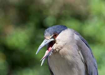 Portrait of an adult Black Crowned Night Heron with copy space. Mouth open as if talking, coughing or laughing.