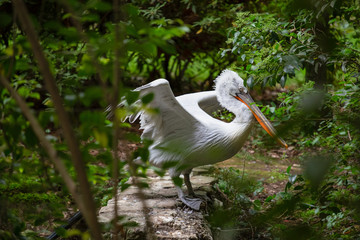 a white pelican among the trees