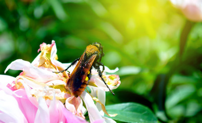 female hornet collects nectar from a pink flower close-up