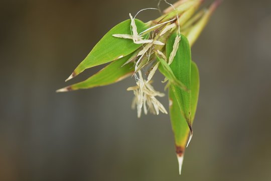 "Bamboo flowers" said to only bloom once every 50 years