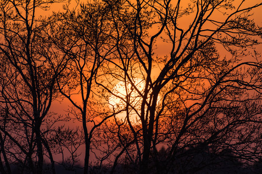雑木林の向こうに沈む太陽 © masahiro