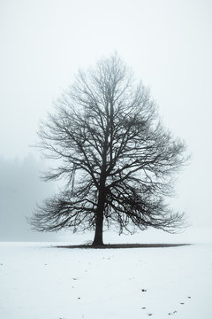 Alleinstehender einsam stehender kahler Baum eingeschlossen vom Nebel in winterlicher schneebedeckter Landschaft