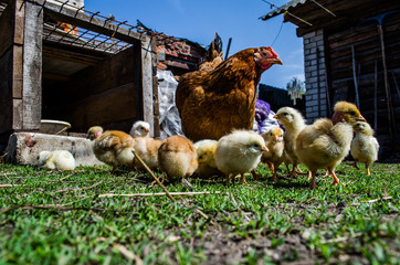 Chicken with bald chicks. Chicken walking with chickens in the countryside