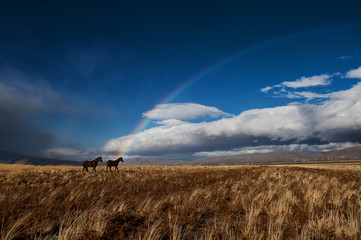 Wild horses with rainbow