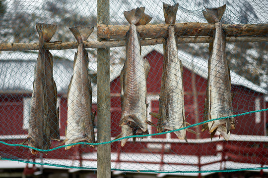 Lofoten islands ,Norway. Codfishes drying on traditional wooden racks .Racks full of dried fish