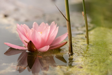 beaux nénuphars roses dans le lac entouré de roseaux