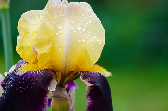 Fototapeta Tall and big flowers irises outdoors