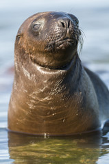 Obraz premium Mother and baby sea lion, Patagonia