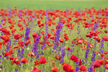 Obraz premium Huge multi-colored field with red poppies and violet delphinium