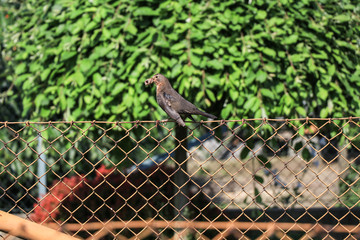 bird perching on chainlink fence