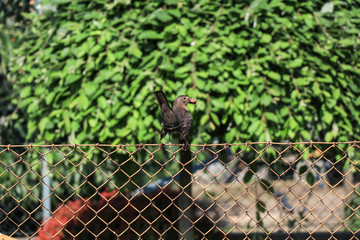 bird perching on chainlink fence
