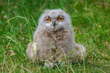 Eagle owl chick resting in the grass