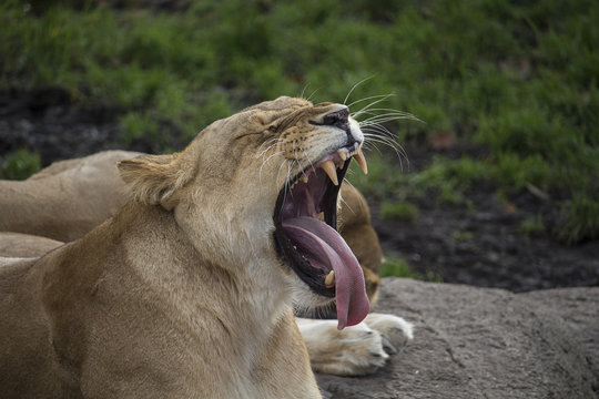 lioness sleepy