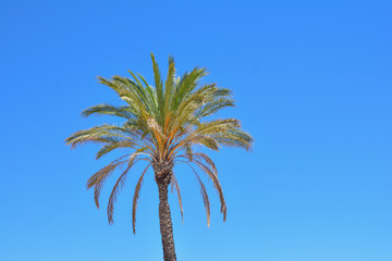 One palm tree
