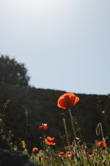 An isolated poppy catching the strong spring sunlight in the ruins of pompeii, Italy