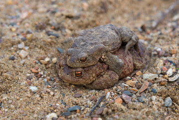Coupling frogs on sand-gravel path
