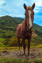 Caballo en la montaña