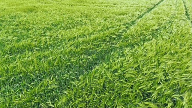 Green wheat field - top aerial view