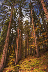 Obraz premium Fichtenwald am Herbstabend