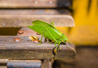 Close up of selective focus of beautiful green grasshopper posing over a trunk in a sunny day in...