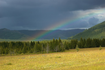 Rainbow above yellow meadow in Altai, Russia