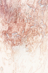 abstract background of bark.