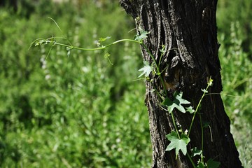 Tree Trunk in Greenery10052017