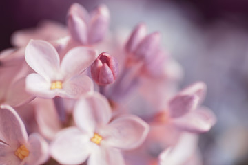 Bouquet of lilac flowers, soft, watercolor and out of focus