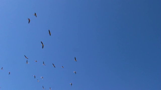 Flock of Wild geese in the sky. The wedge of wild migratory birds in flight.