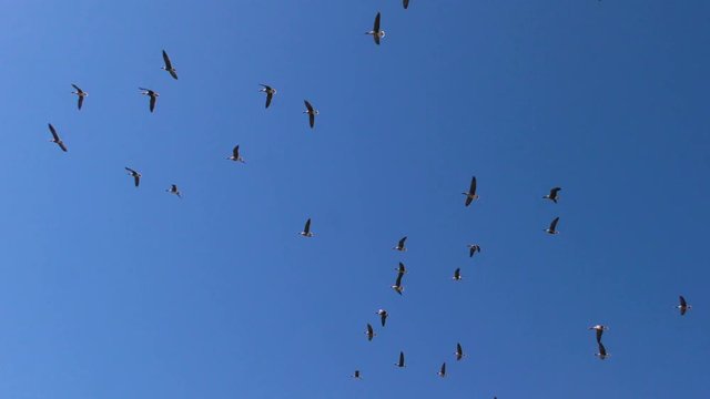 Flock of Wild geese are flying. The wedge of wild migratory birds in flight.
