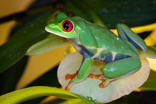 Red-eyed Tree Frog Sitting On The  Yellow Orchid Petal, Like A Queen