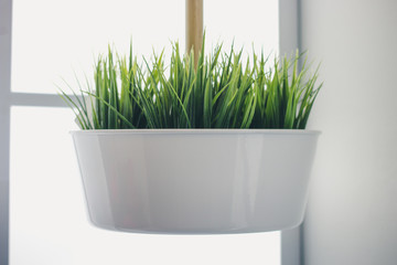 The green grass is suspended in a white pot
