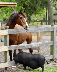 Bay Arabian Horse and Black Pig on a Farm