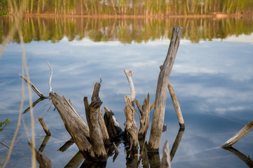 beautiful, picturesque nature. The lake is surrounded by forest.