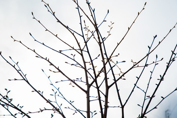 tree branches grow to the sky