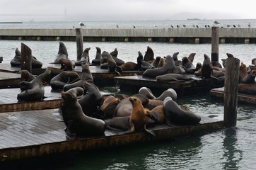 Pier São Francisco
