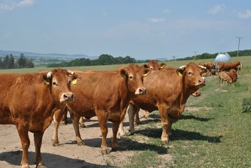 Fototapeta na wymiar Krowy