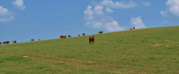 Krowy na horyzoncie - obrazy, fototapety, plakaty