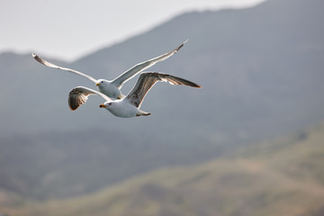 Two beautiful white seagulls fly against the blue sky, clouds and mountains. Two funny gulls fly against the background of the mountains