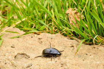 spring May beetle creeps along the sand to the grass