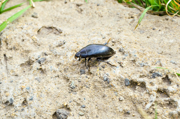 spring May beetle creeps along the sand to the grass