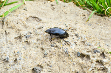 spring May beetle creeps along the sand to the grass