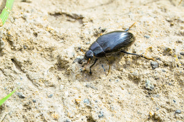 spring May beetle creeps along the sand to the grass