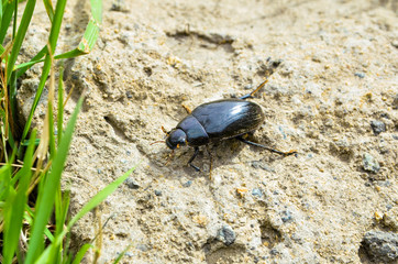 spring May beetle creeps along the sand to the grass